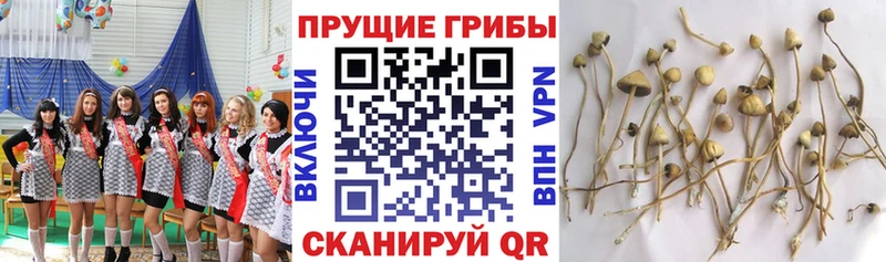 Галлюциногенные грибы Magic Shrooms  Купить закладки  Новоалтайск 